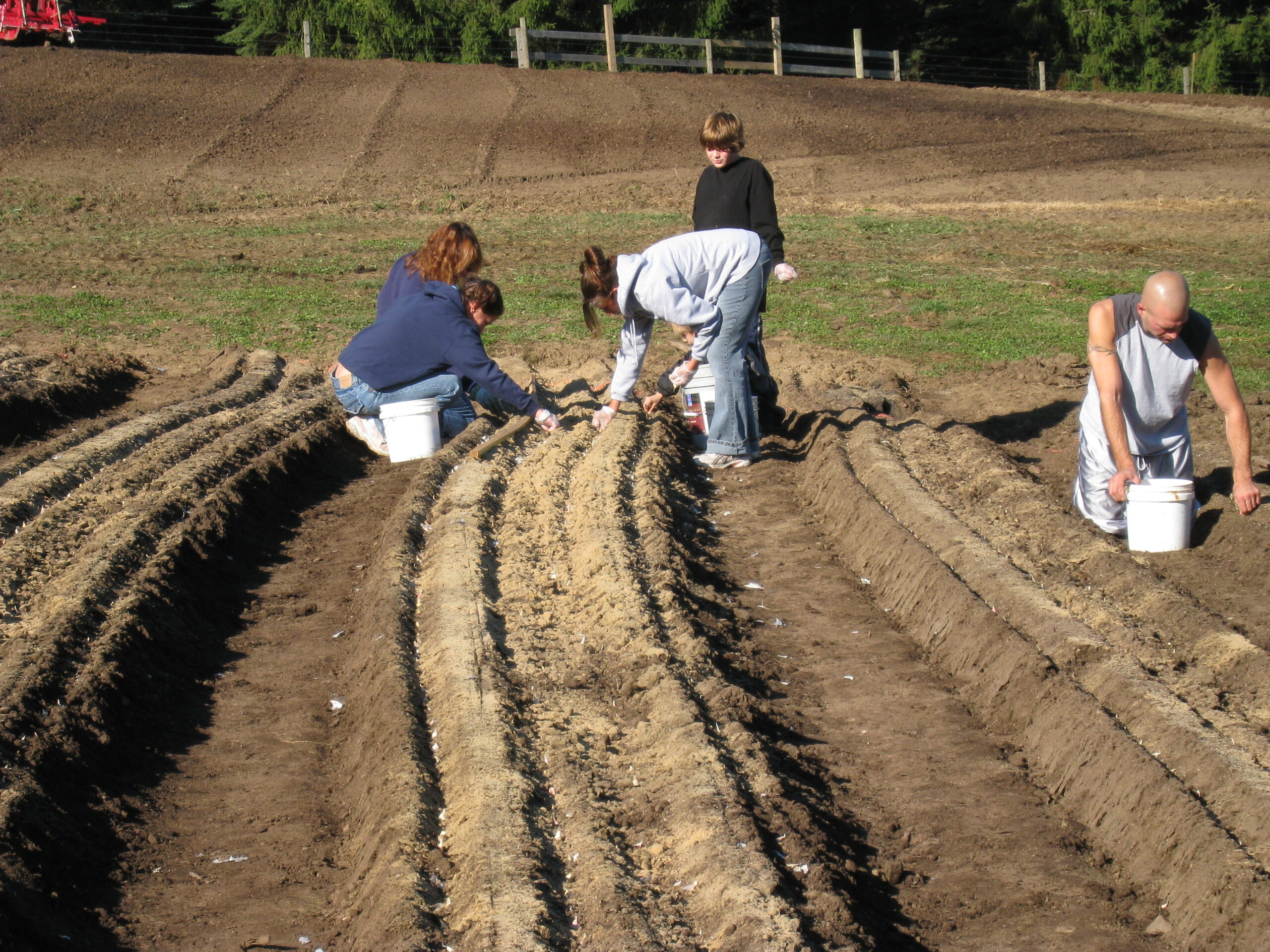 Planting garlic in pa