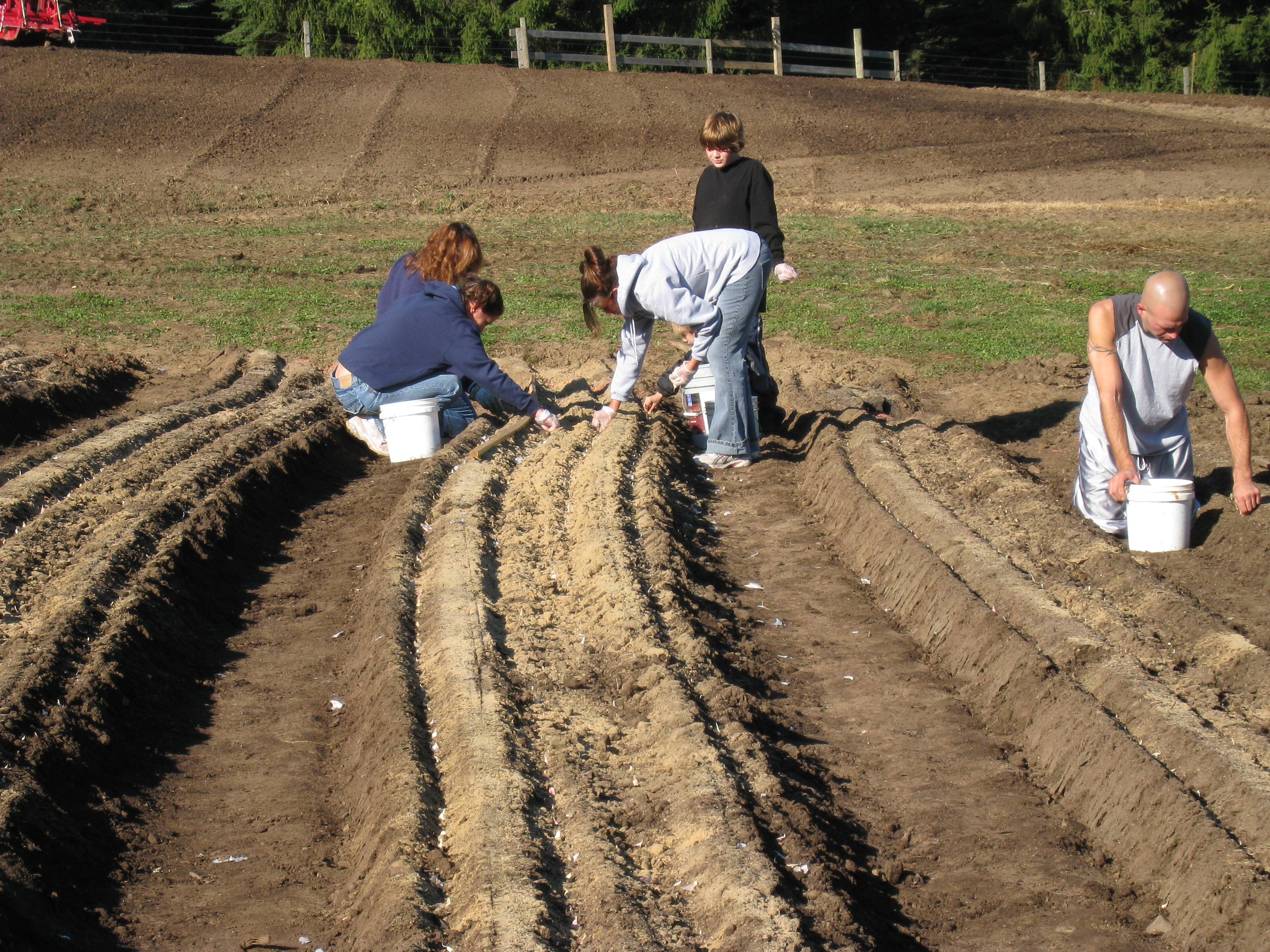 Planting Garlic Organic Garlic Farm Garlic Farming Natural Garlic