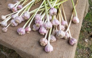 About Our Garlic Farm garlic farm