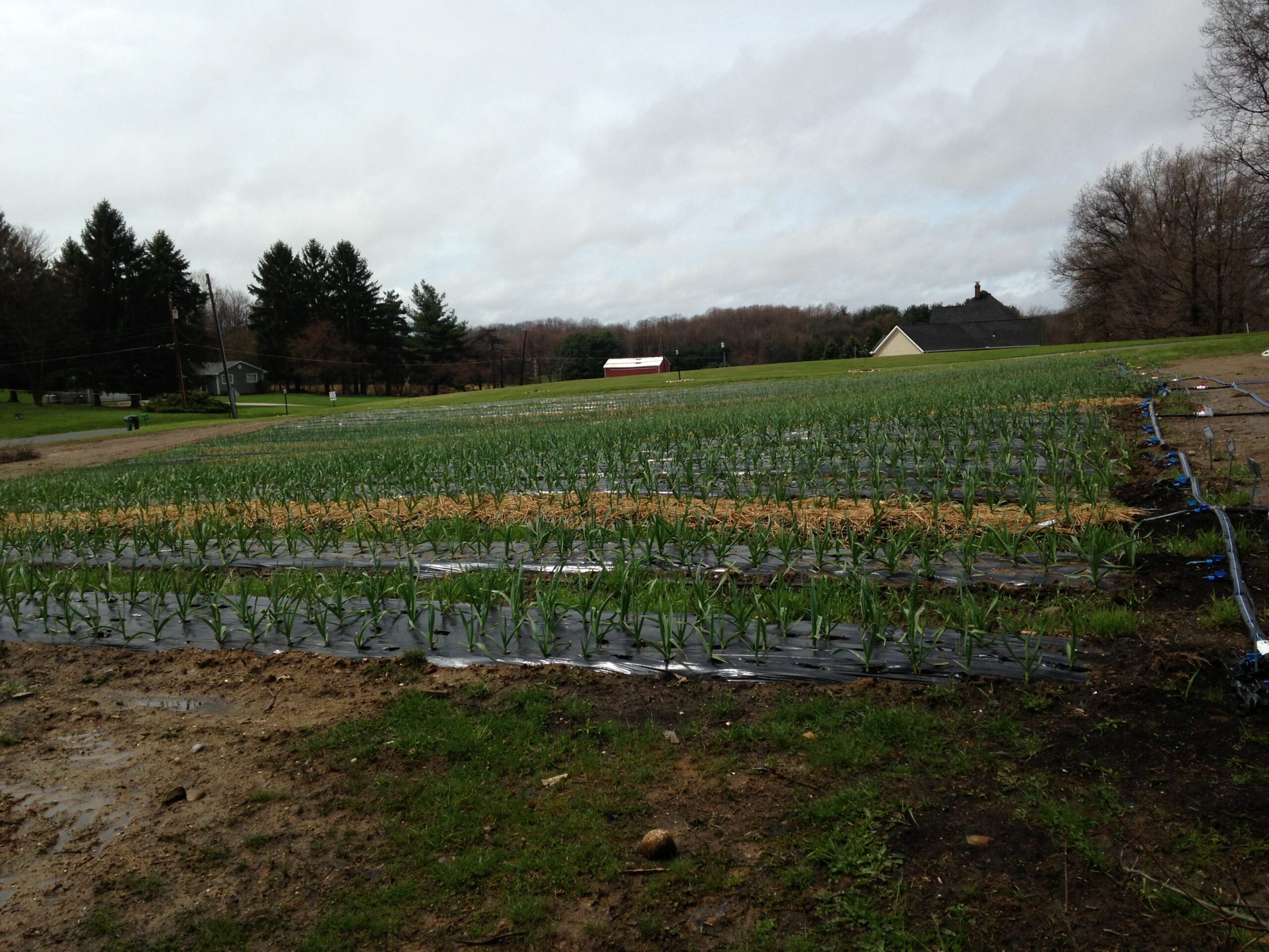 View Our Garlic Farm