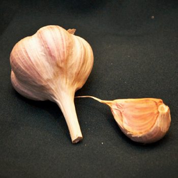 Organic Bogatyr Garlic Seed