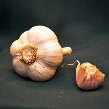 music garlic for sale