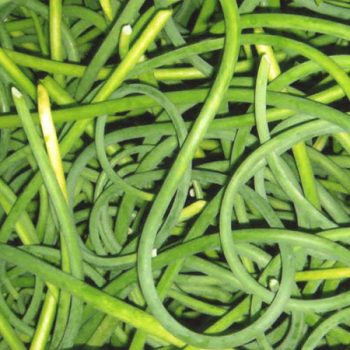 organic garlic scapes for sale