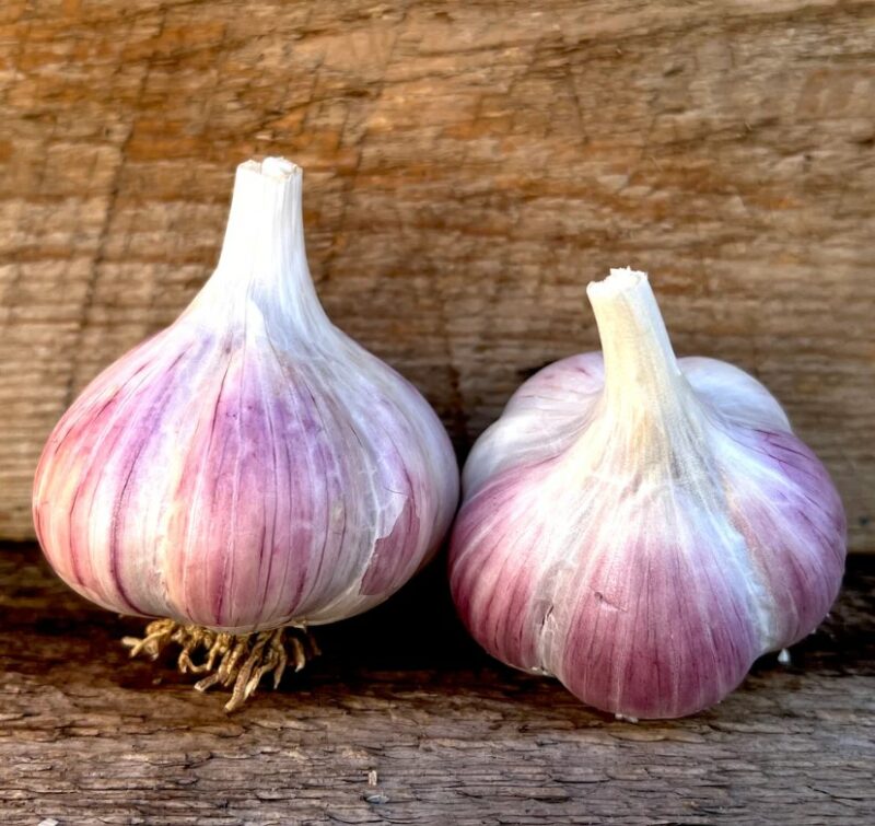 Music garlic seed for sale music garlic bulbs for sale
