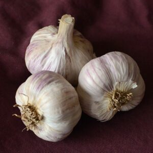 Organic Bogatyr Garlic Seed | BJ Gourmet Garlic Farm