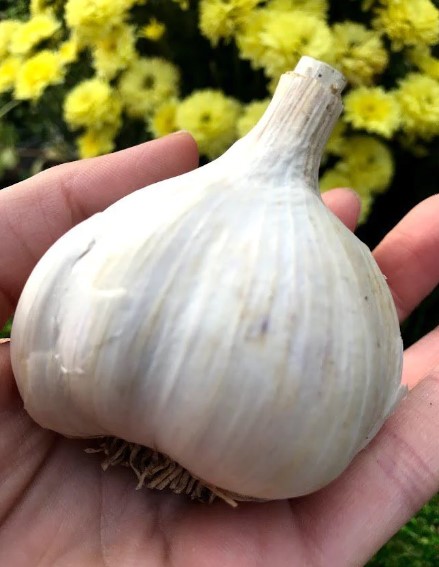 german giant garlic