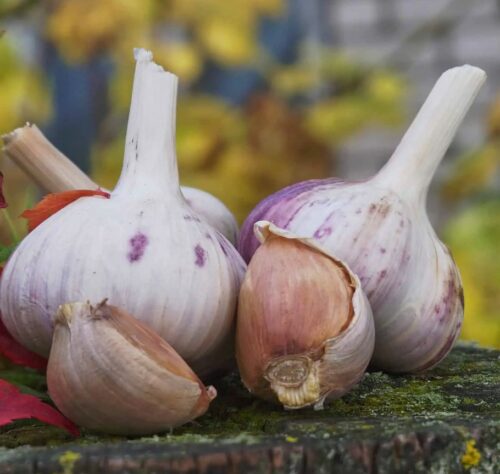 metechi garlic