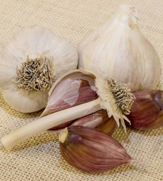 yugoslavian red garlic