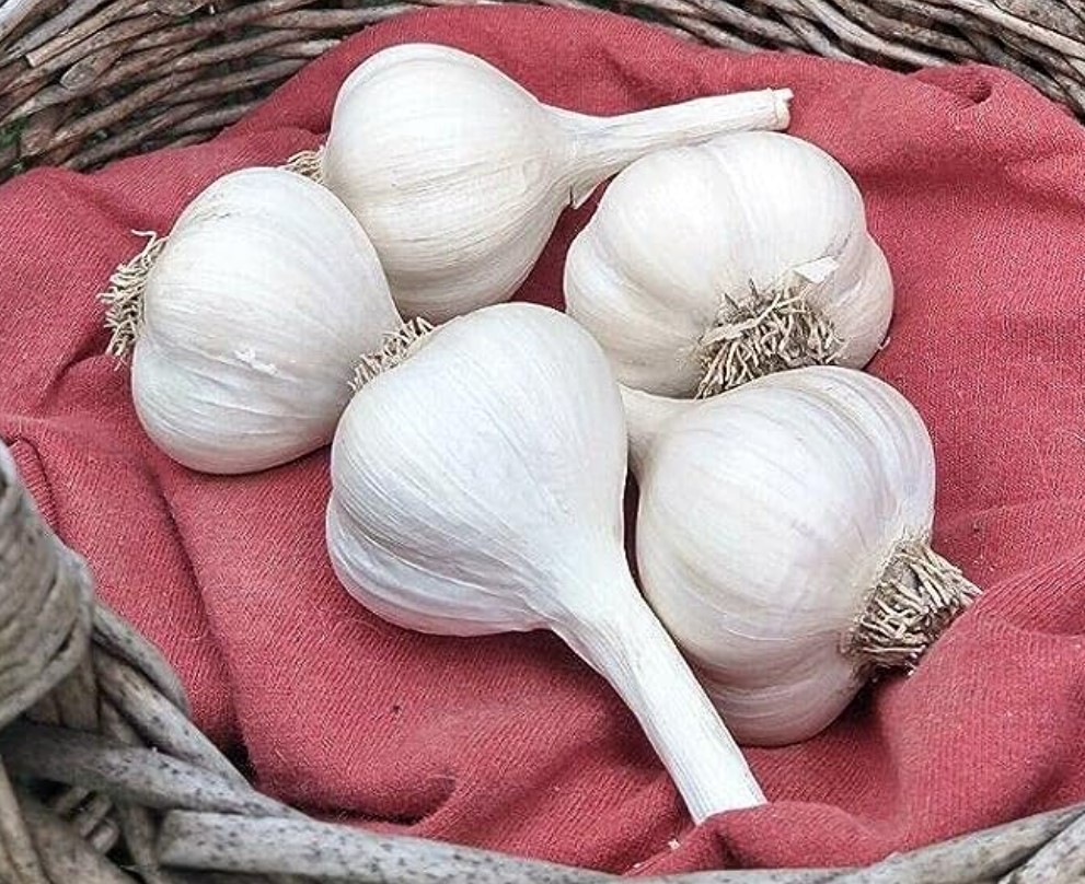 gourmet garlic farm with garlic for sale