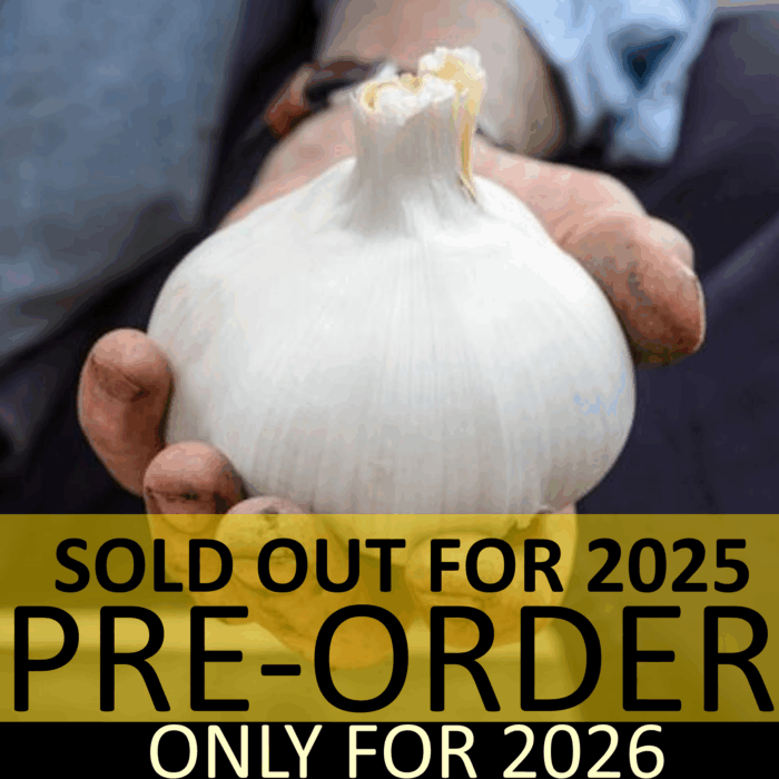 Elephant Garlic PRE-ORDER FALL 2026