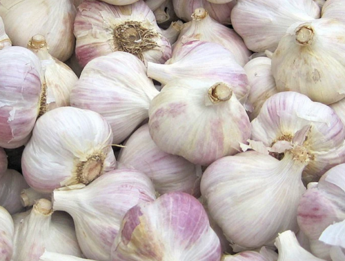 Romanian Red Garlic