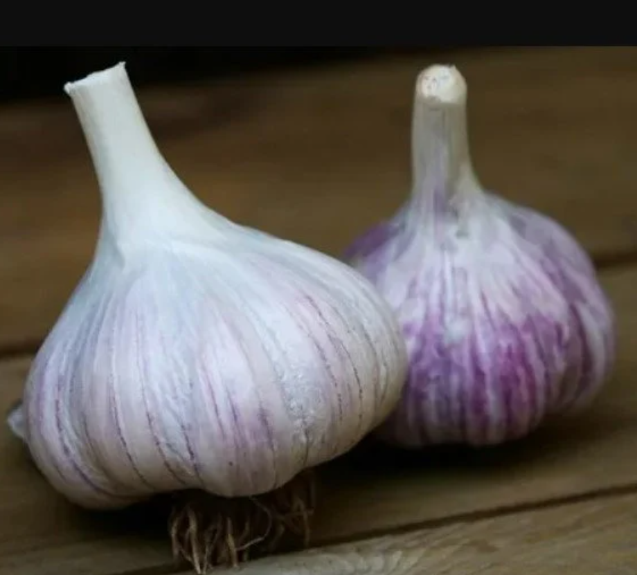 German Red Garlic