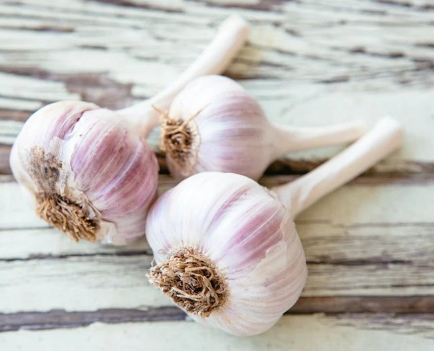 Spanish Roja Garlic