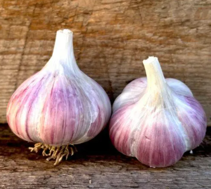 Turkish Red Garlic