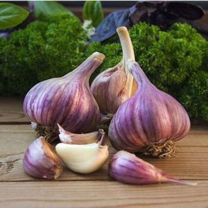 Purple Glazer Hardneck Garlic