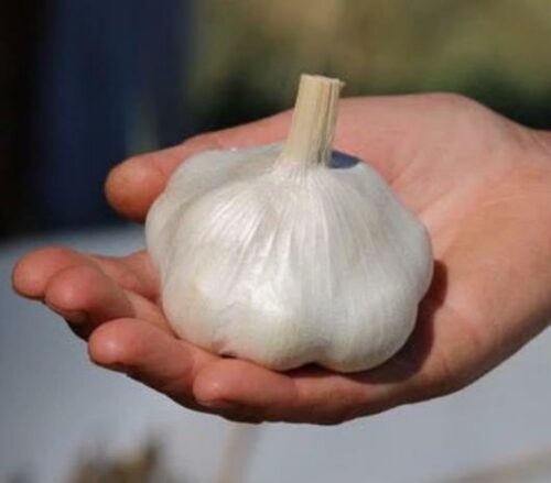 red inchellium garlic