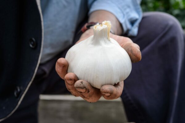 Elephant Garlic