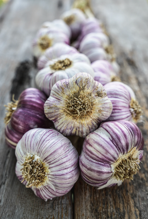 Purple Glazer Garlic