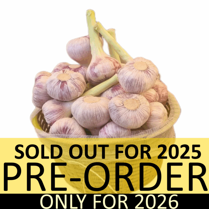 Aglio Rosso Garlic PRE-ORDER FALL 2026