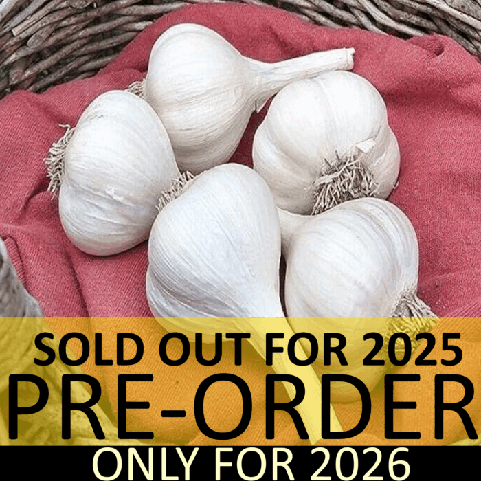 Music Garlic PRE-ORDER FALL 2026